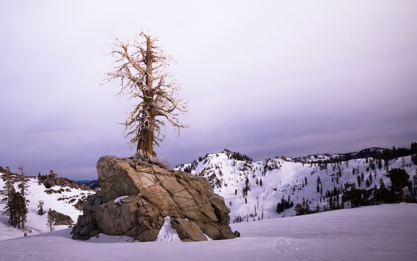 Solitary tree on snowy mountain