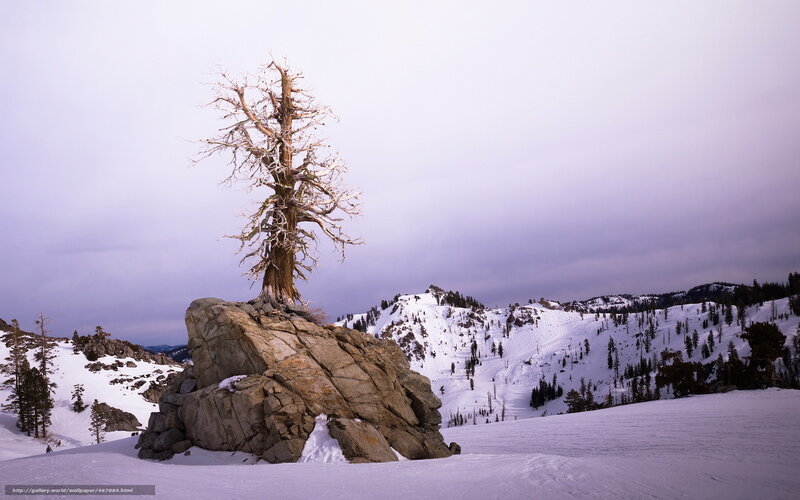 Solitary tree on snowy mountain
