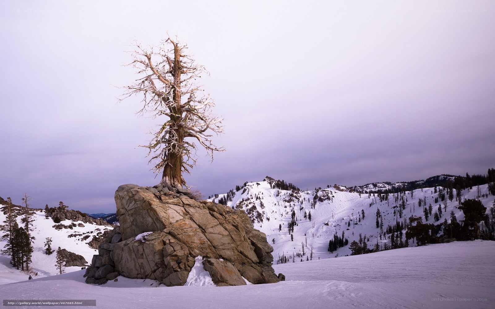 Solitary tree on snowy mountain