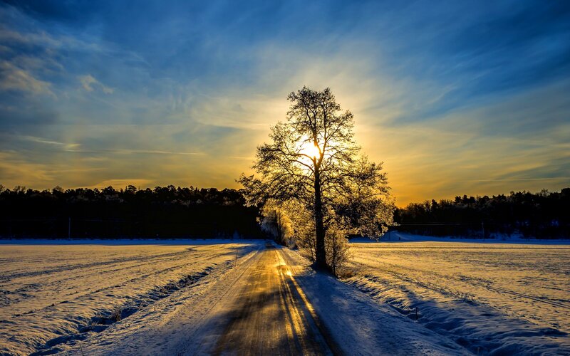 Solitary Tree on Snowy Road