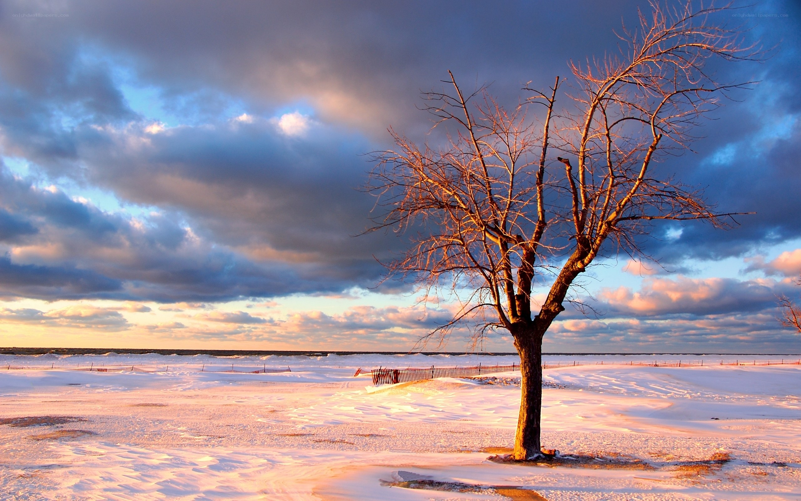 Solitary tree on snowy shore