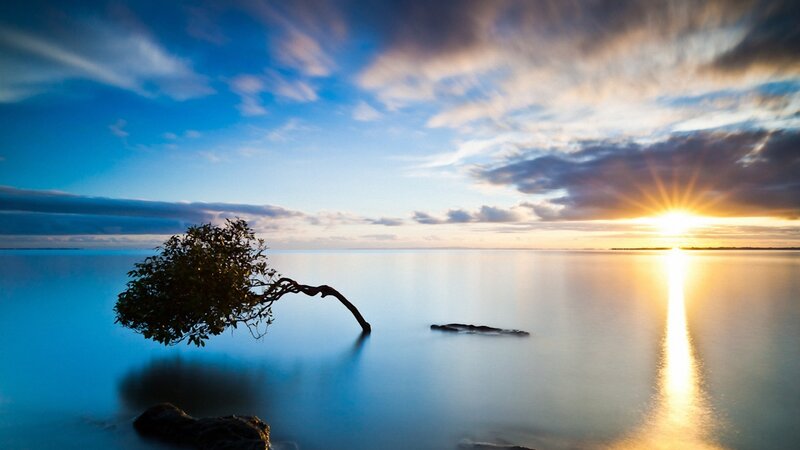 Solitary Tree on Water — Blue, Serene