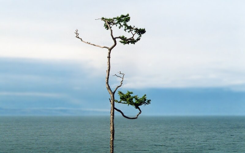Solitary Tree on Water — Blue