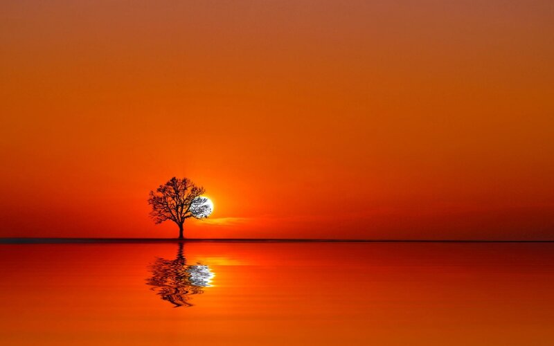 Solitary Tree on Water — Orange