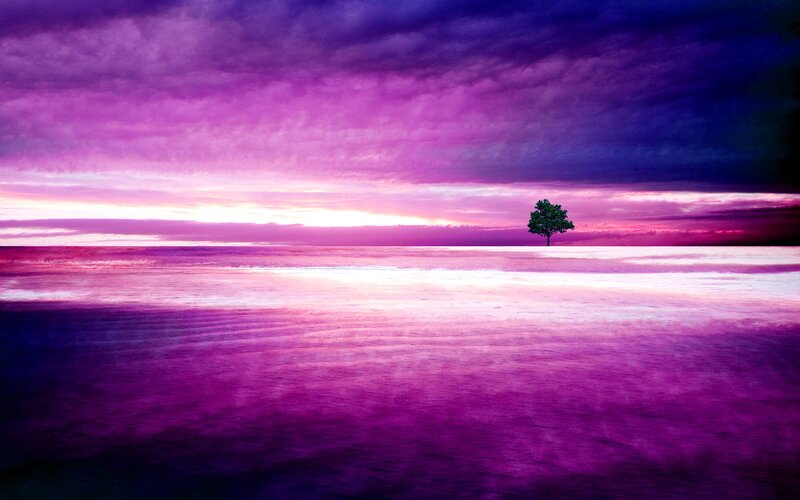 Solitary Tree on Water — Purple