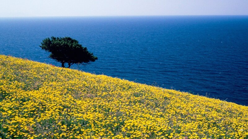 Solitary tree on yellow flower hill