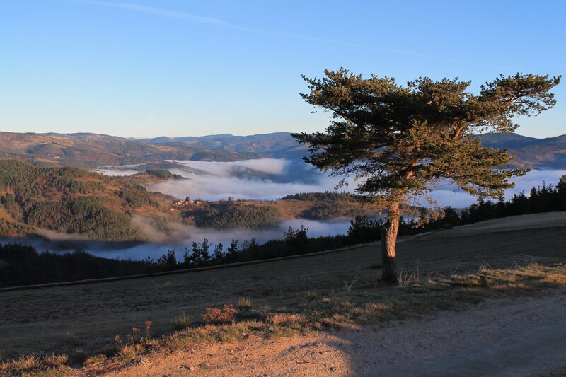 Solitary tree over misty valley