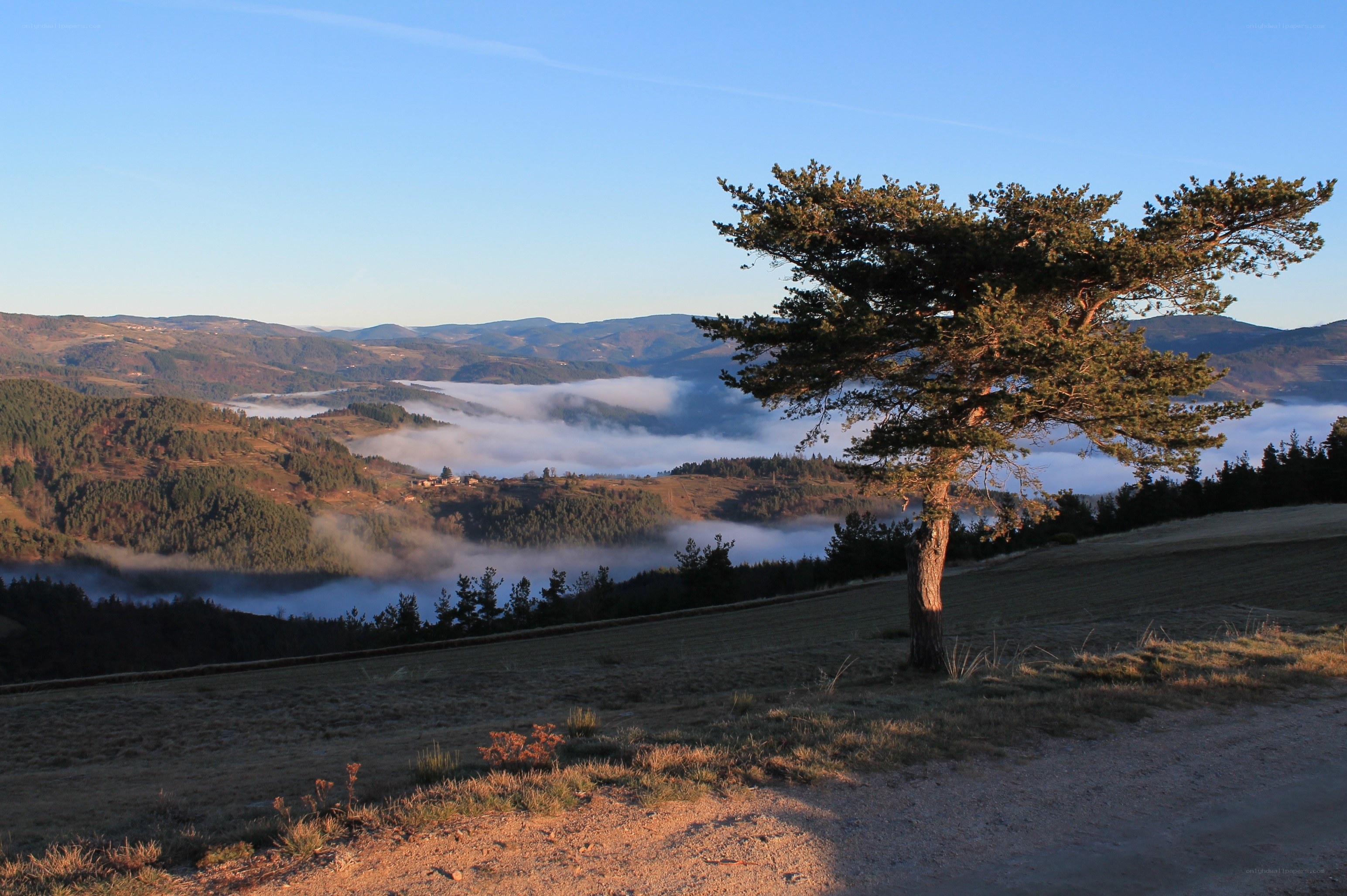 Solitary tree over misty valley
