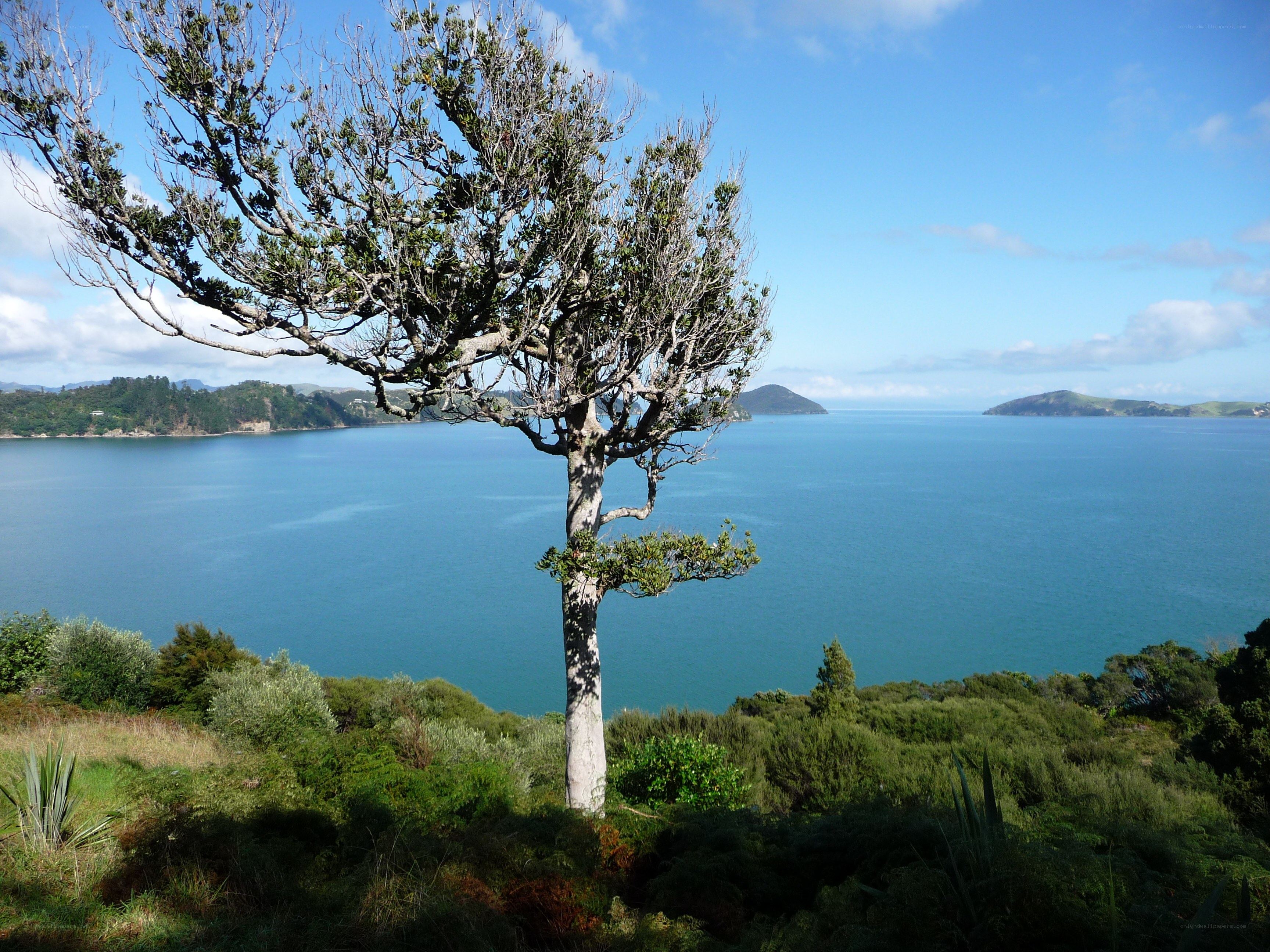 Solitary tree overlooking a bay
