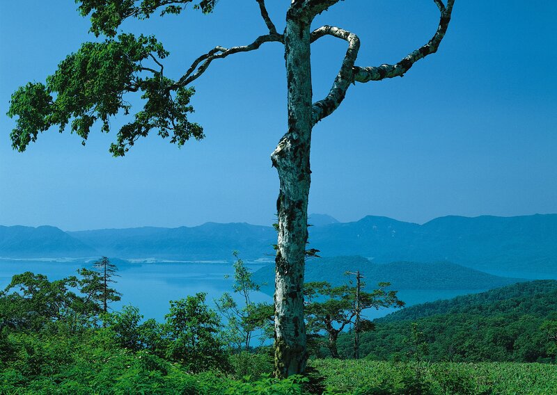 Solitary tree overlooking a lake