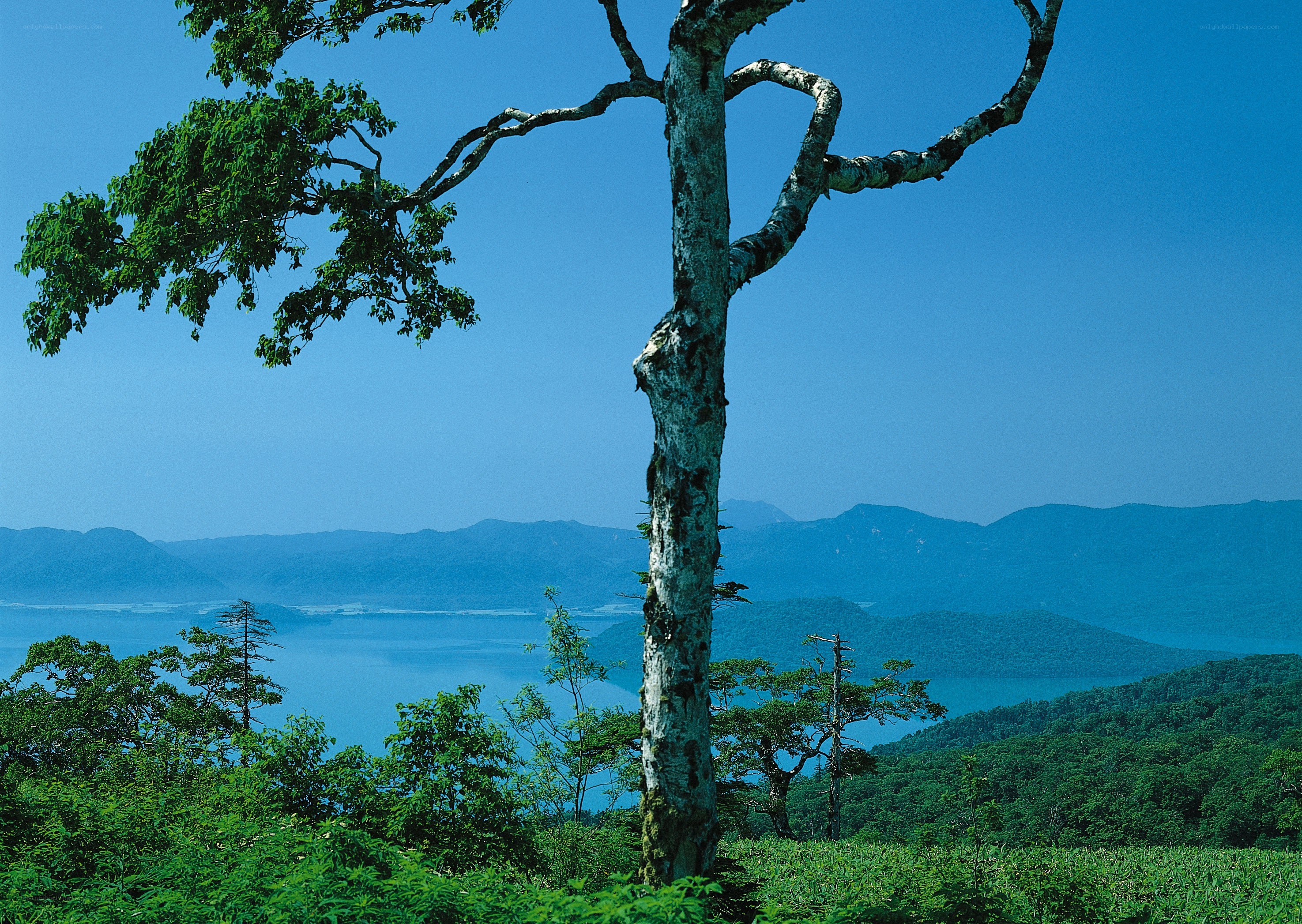Solitary tree overlooking a lake