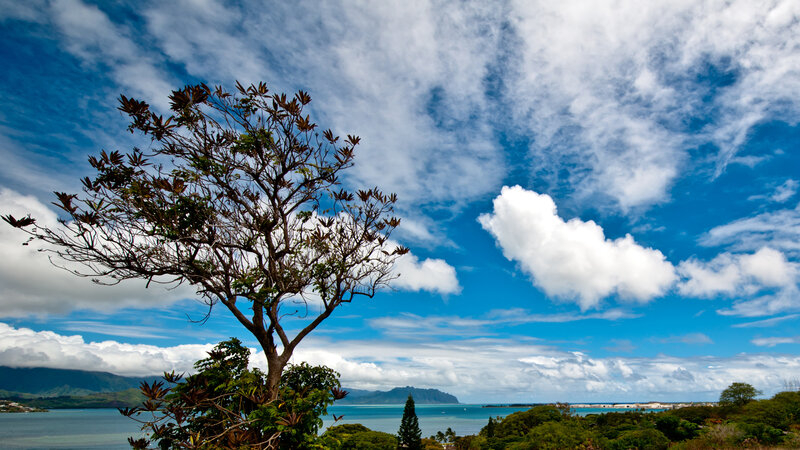 Solitary Tree Overlooking Bay