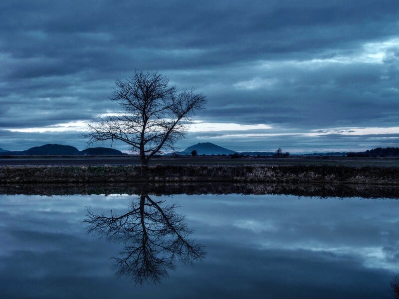 Solitary tree reflected in water