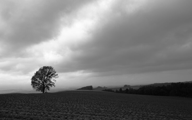 solitary tree under cloudy sky