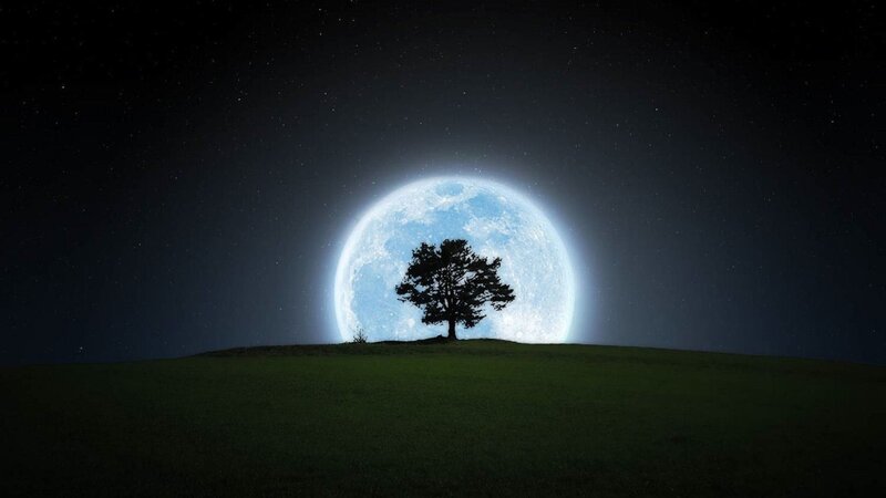 solitary tree under full moon