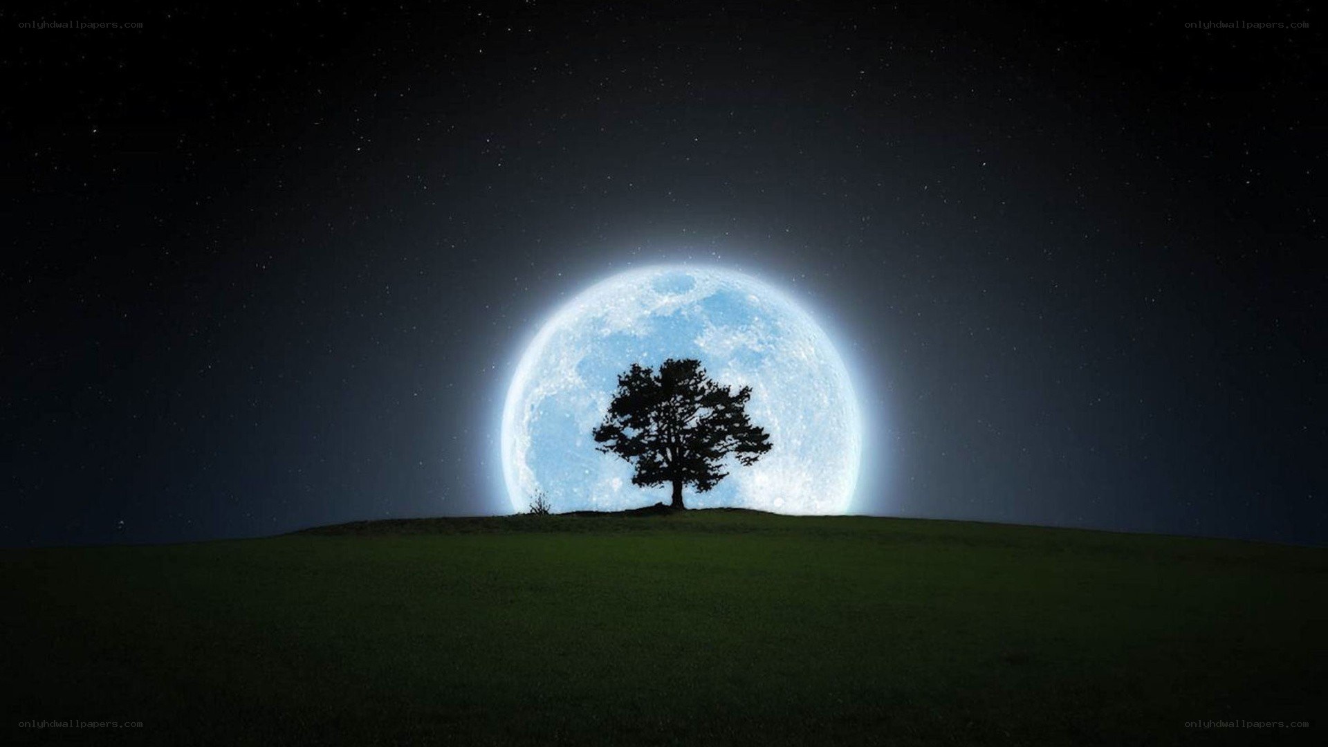 solitary tree under full moon