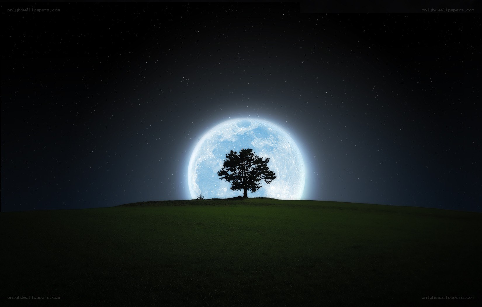 solitary tree under full moon