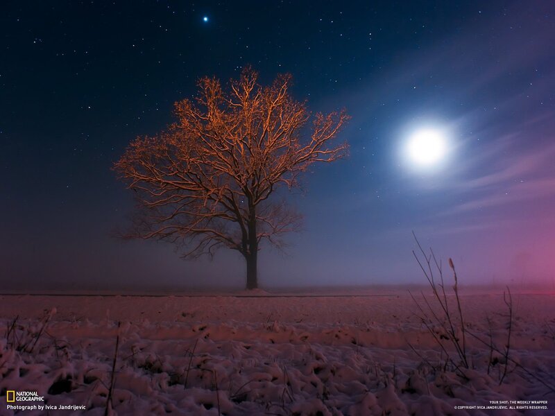 Solitary tree under moonlight