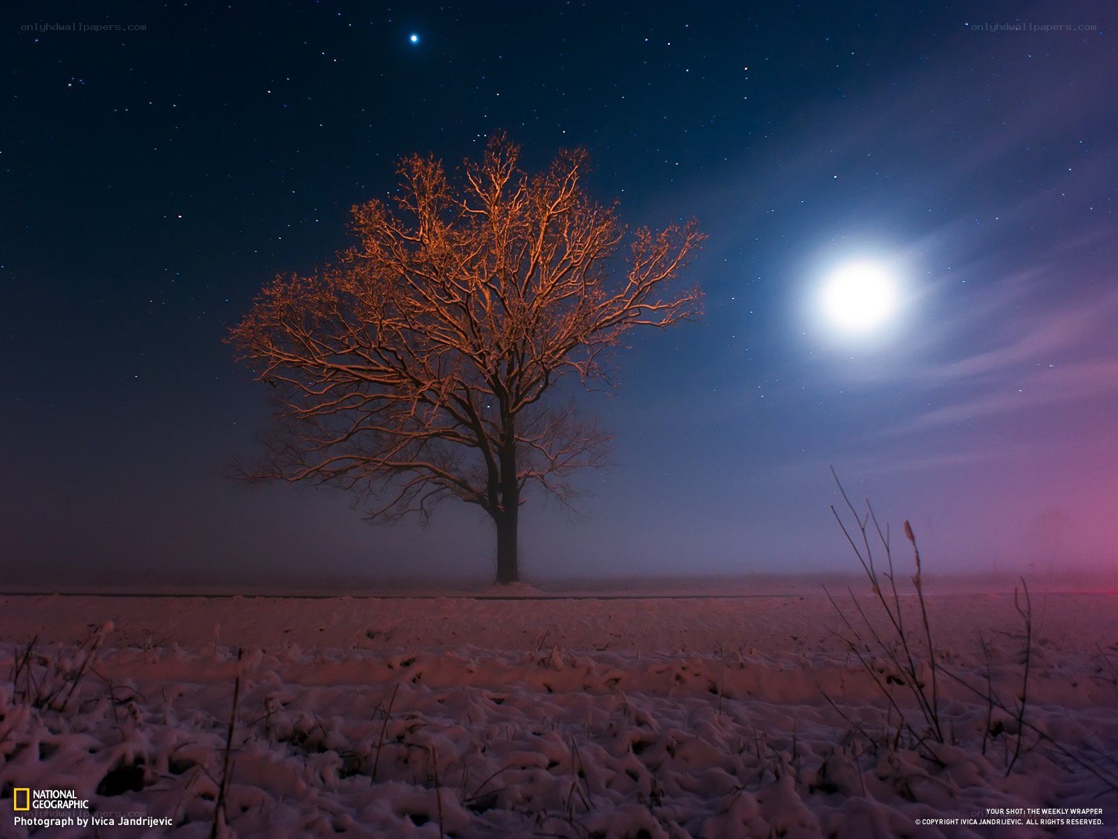 Solitary tree under moonlight