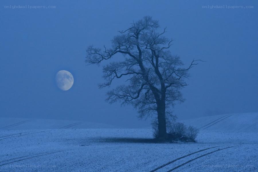 solitary tree under moonlight