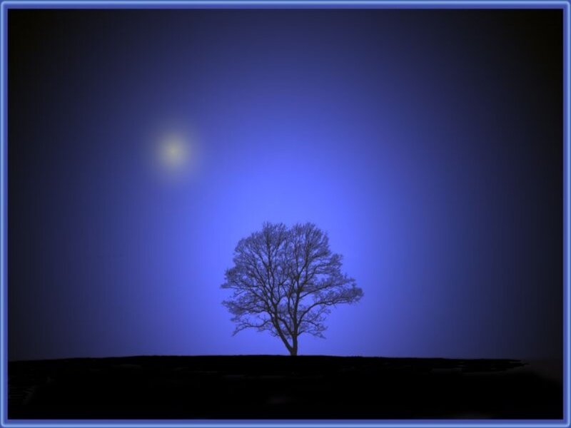 solitary tree under moonlight