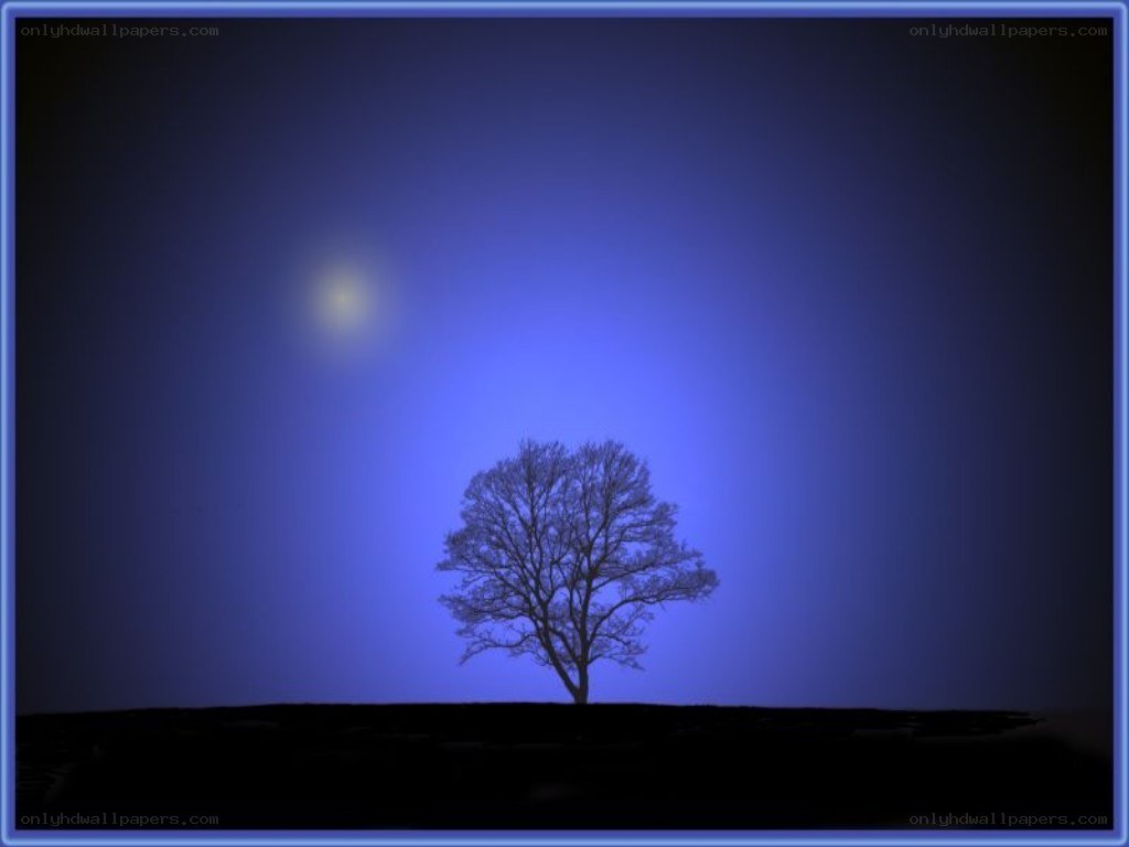 solitary tree under moonlight
