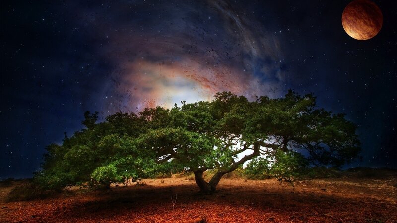 Solitary Tree under Night Sky