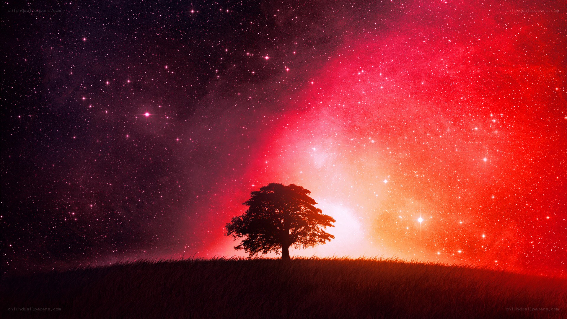 solitary tree under starry sky