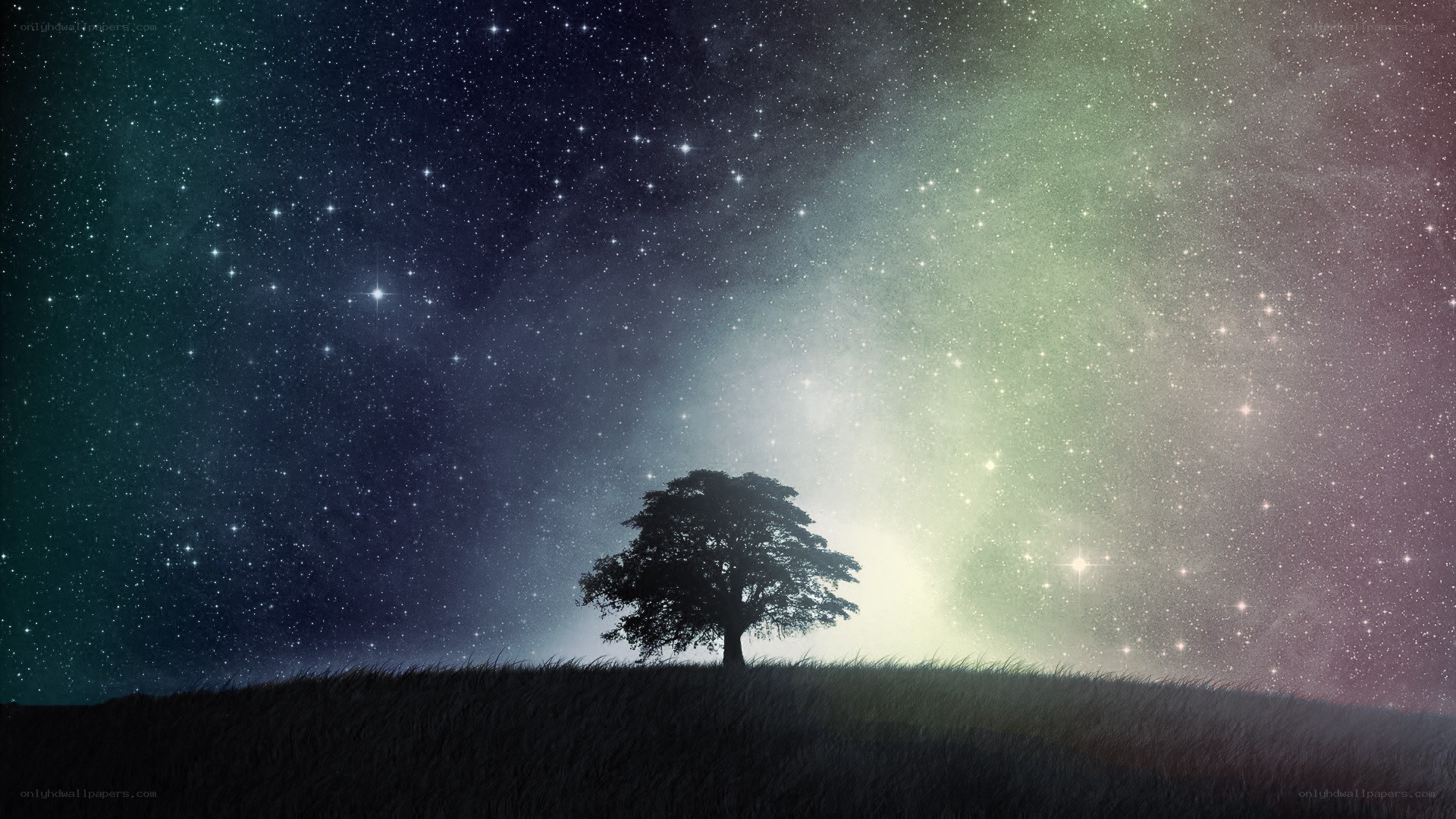 solitary tree under starry sky