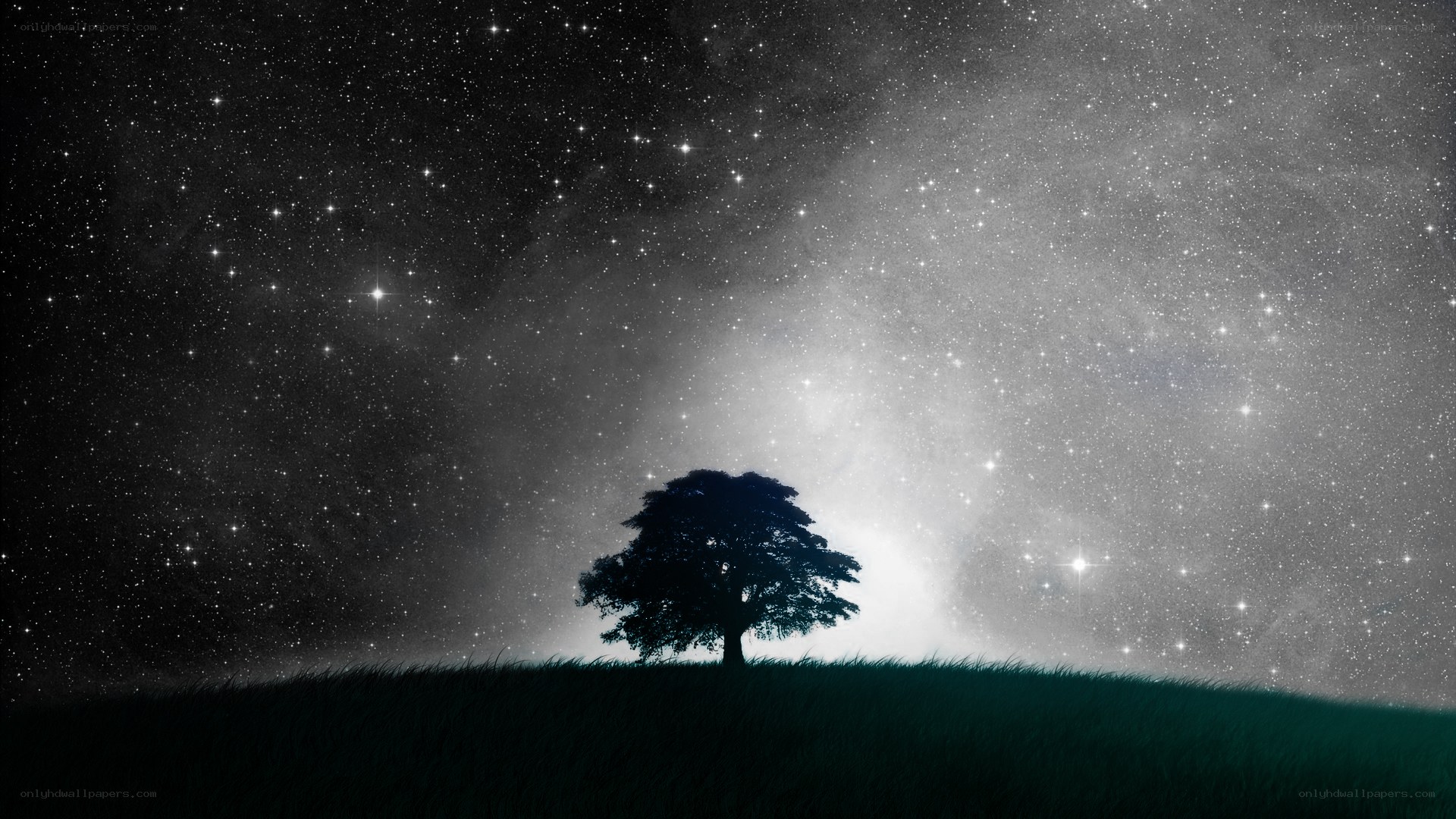 solitary tree under starry sky