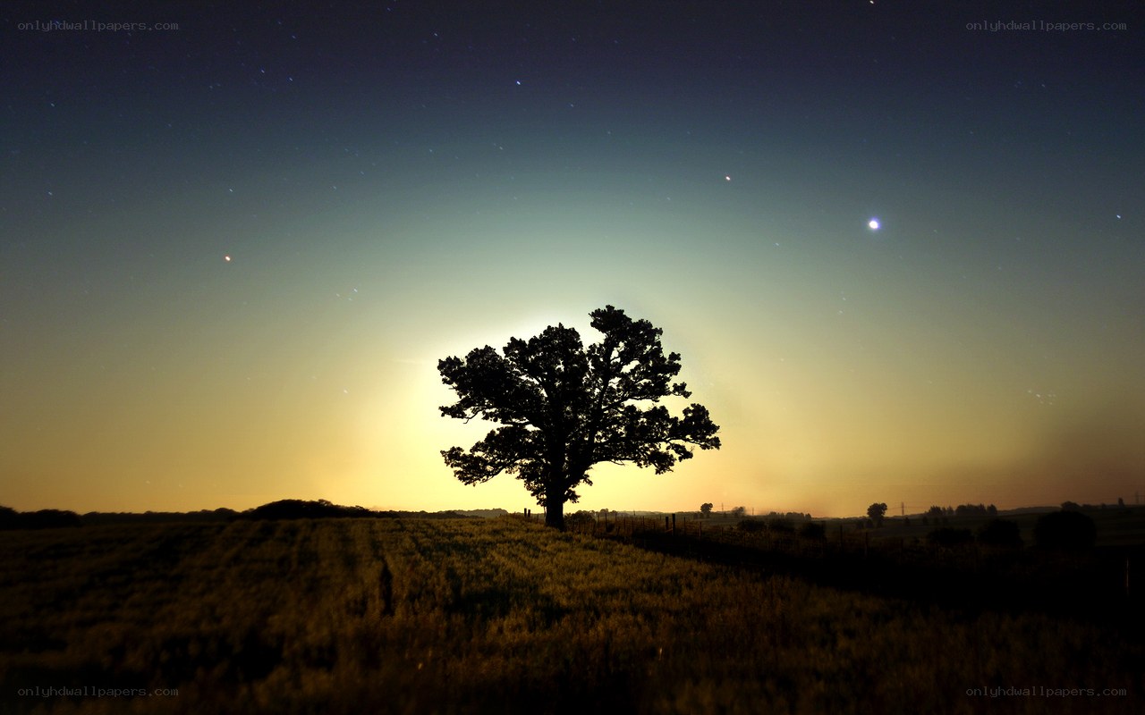 solitary tree under starry sky