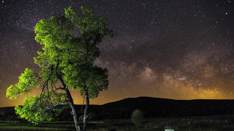 Solitary Tree under Stars — Green