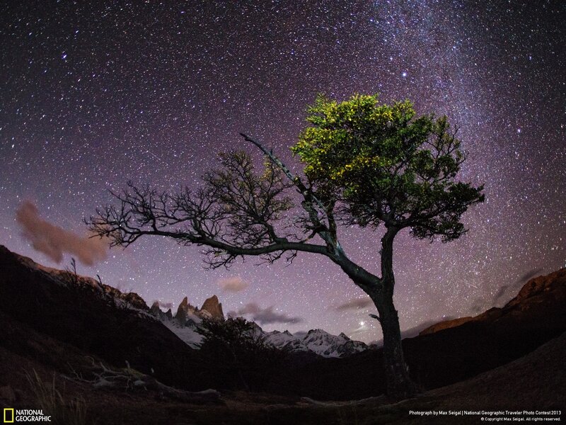 Solitary Tree under Stars — Purple, Serene