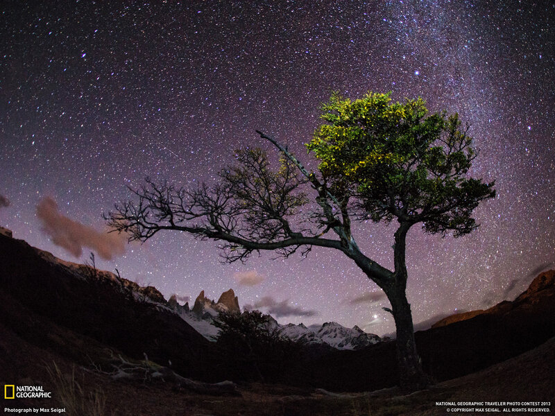 Solitary Tree under Stars