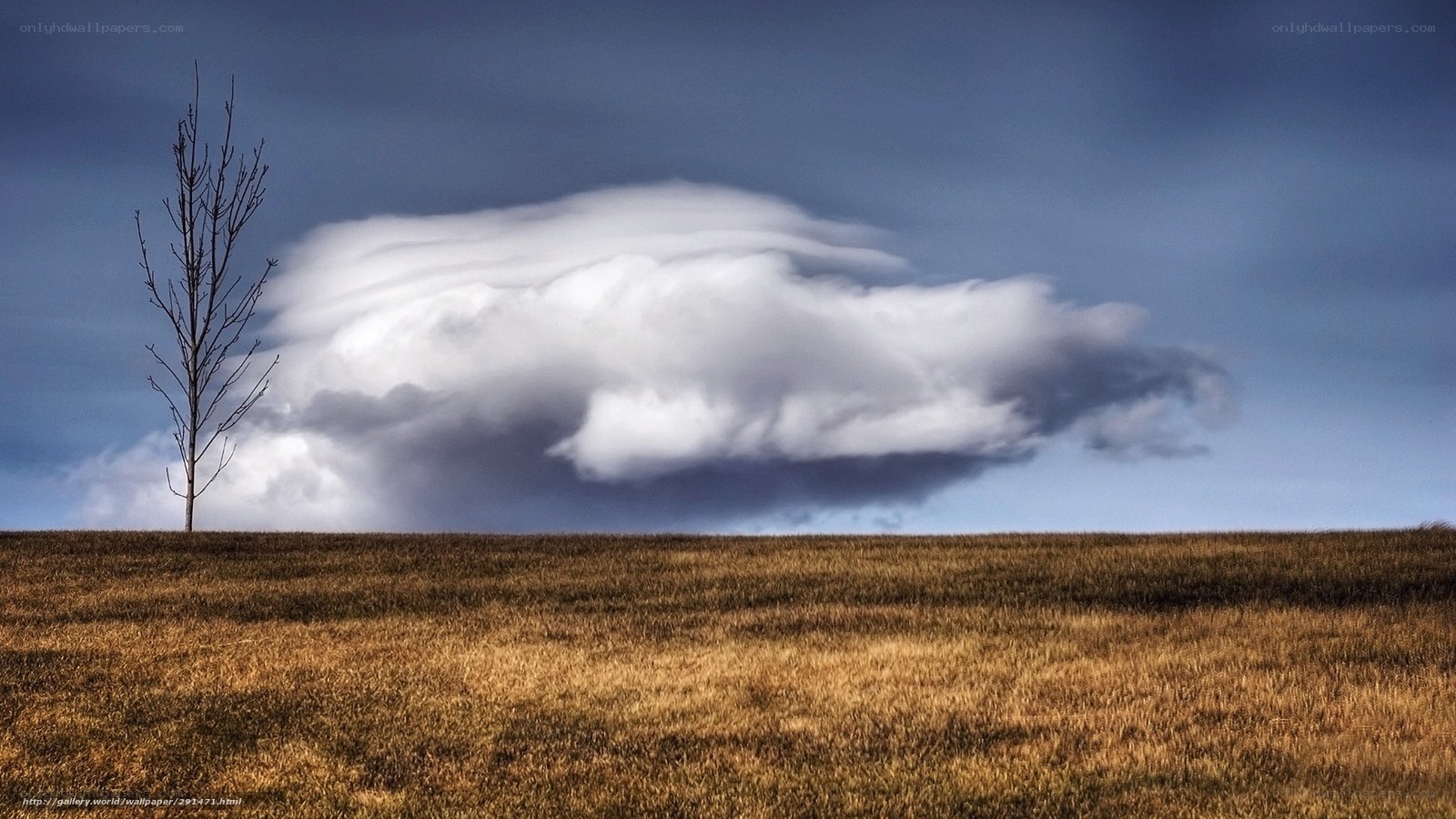 Solitary tree under storm cloud