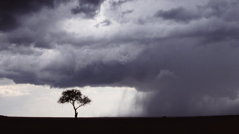 Solitary tree under storm clouds