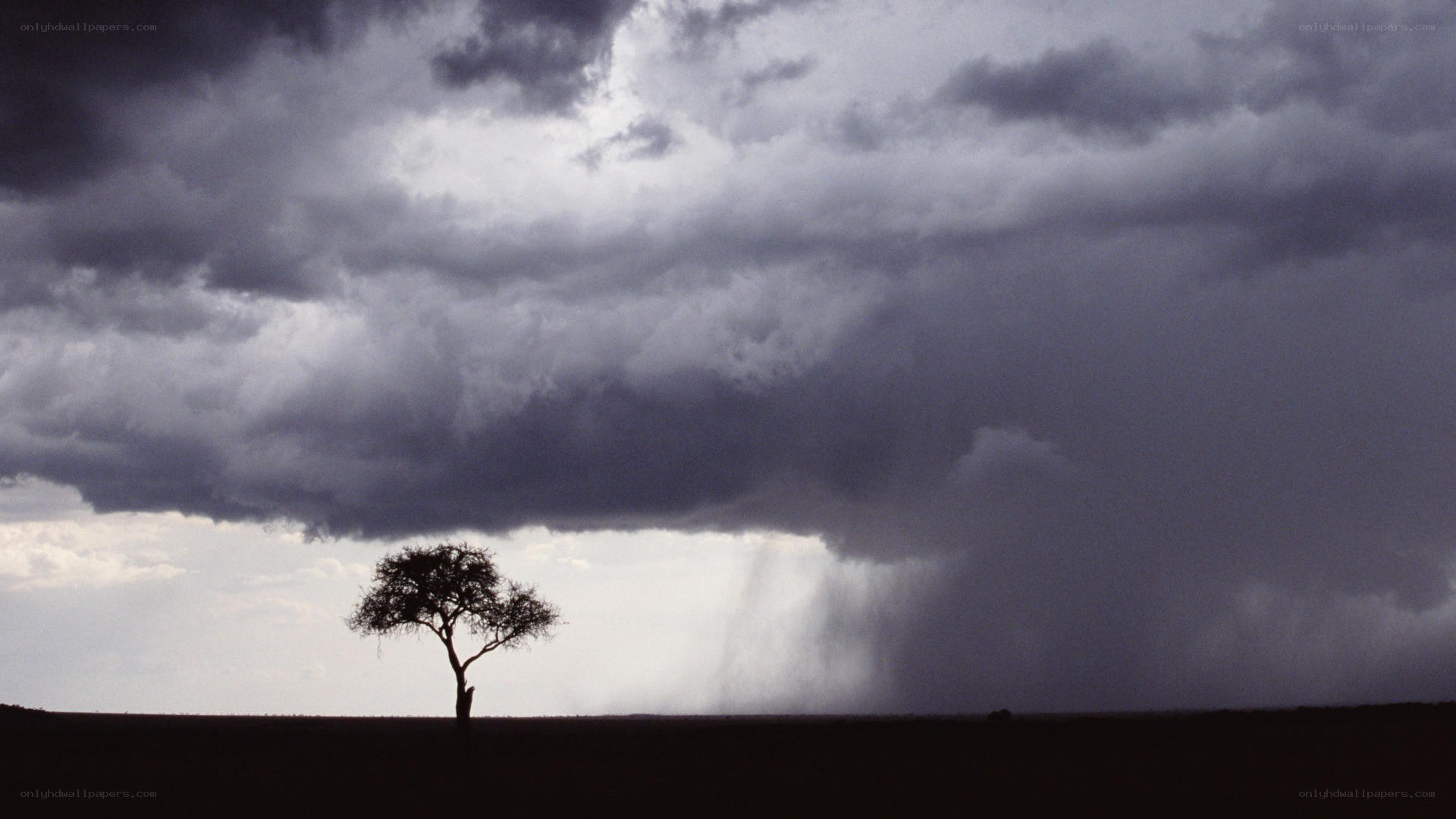 Solitary tree under storm clouds