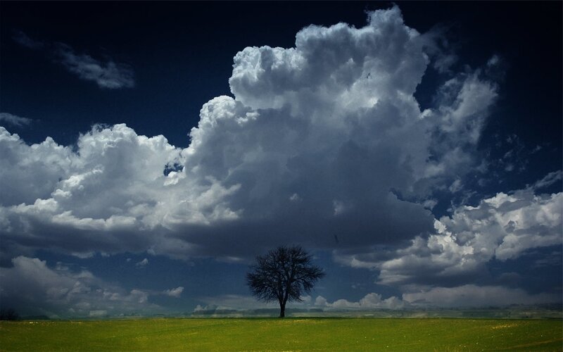 Solitary tree under storm clouds