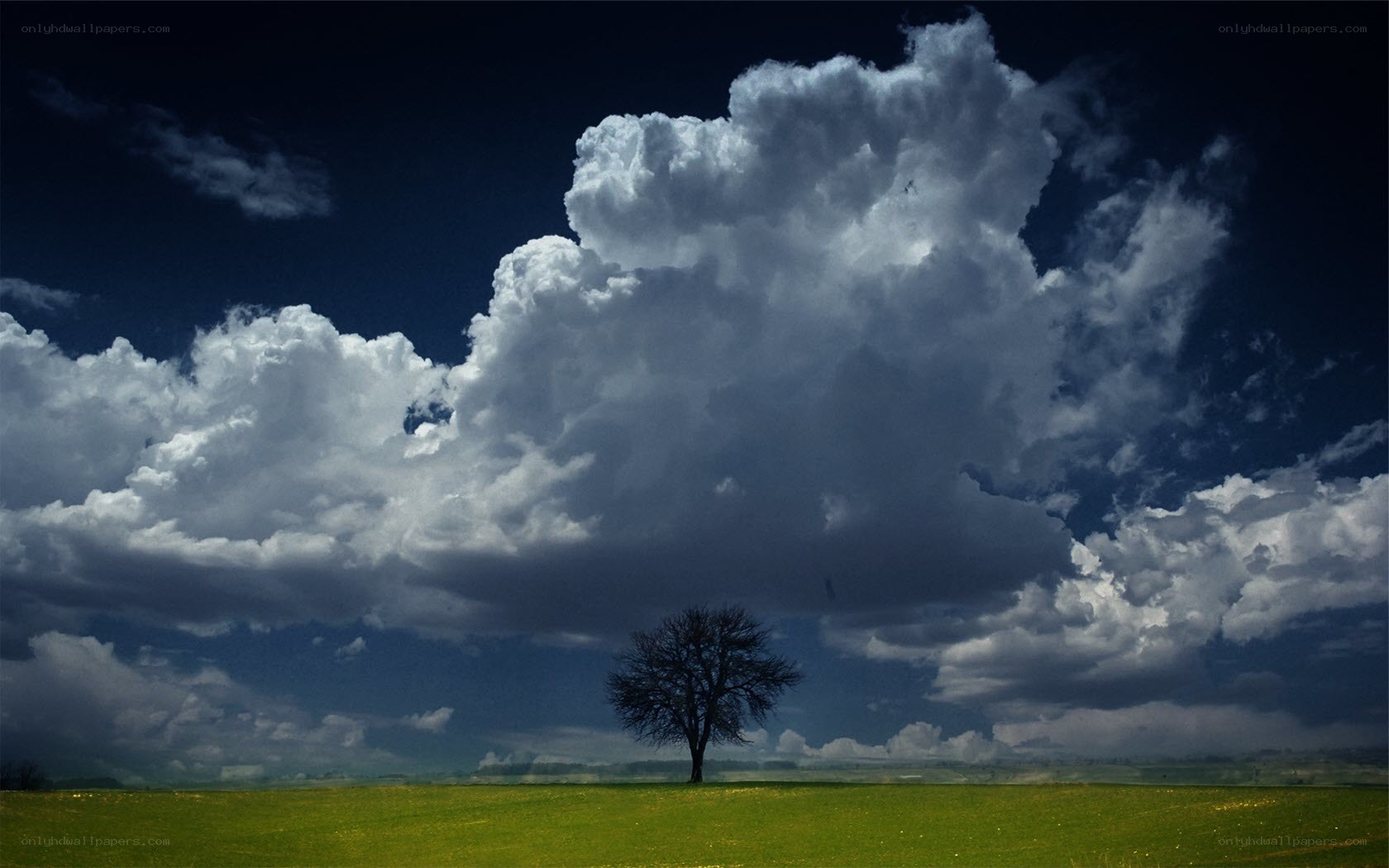 Solitary tree under storm clouds