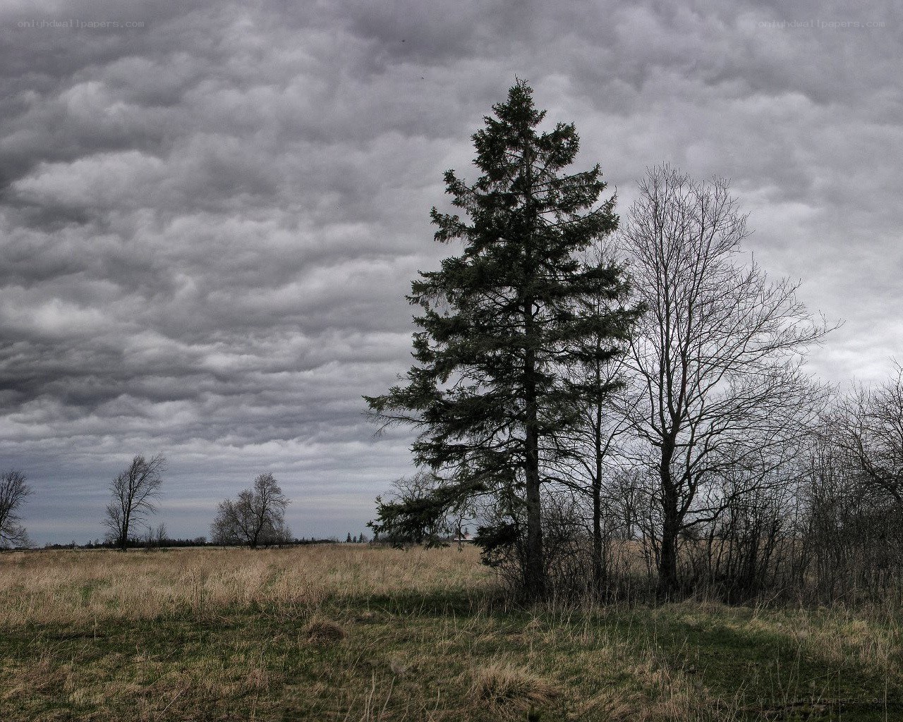 Solitary tree under stormy sky