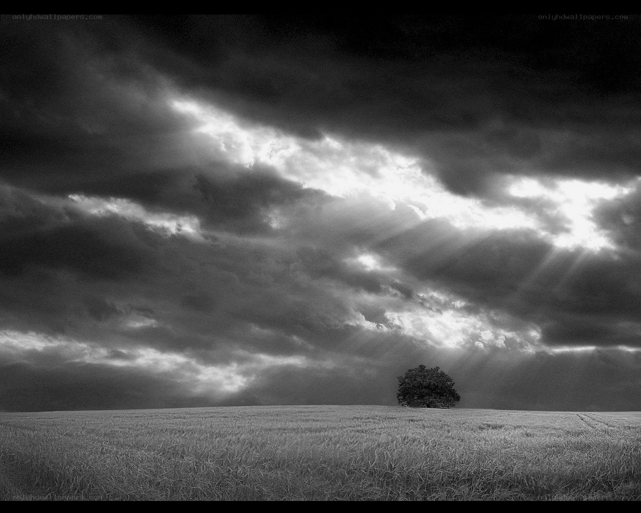 Solitary tree under stormy sky