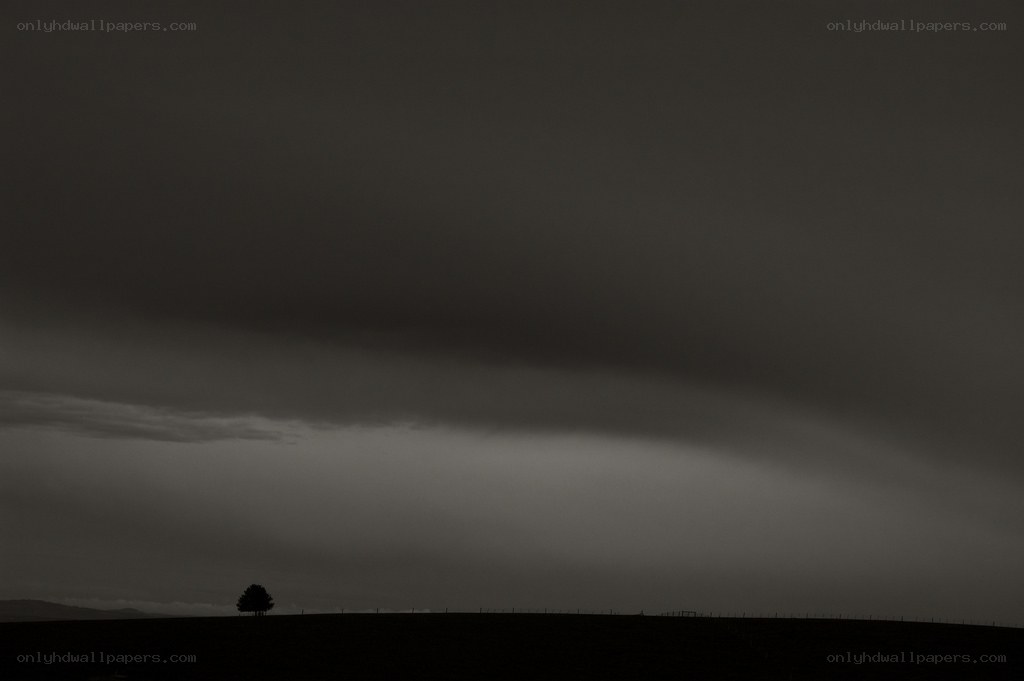 Solitary tree under stormy sky
