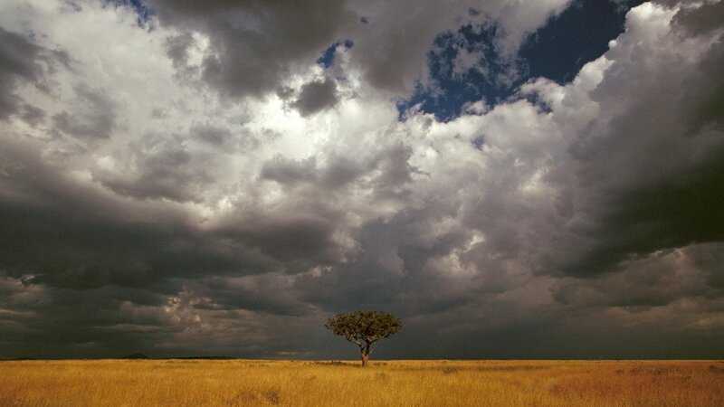 Solitary tree under stormy sky