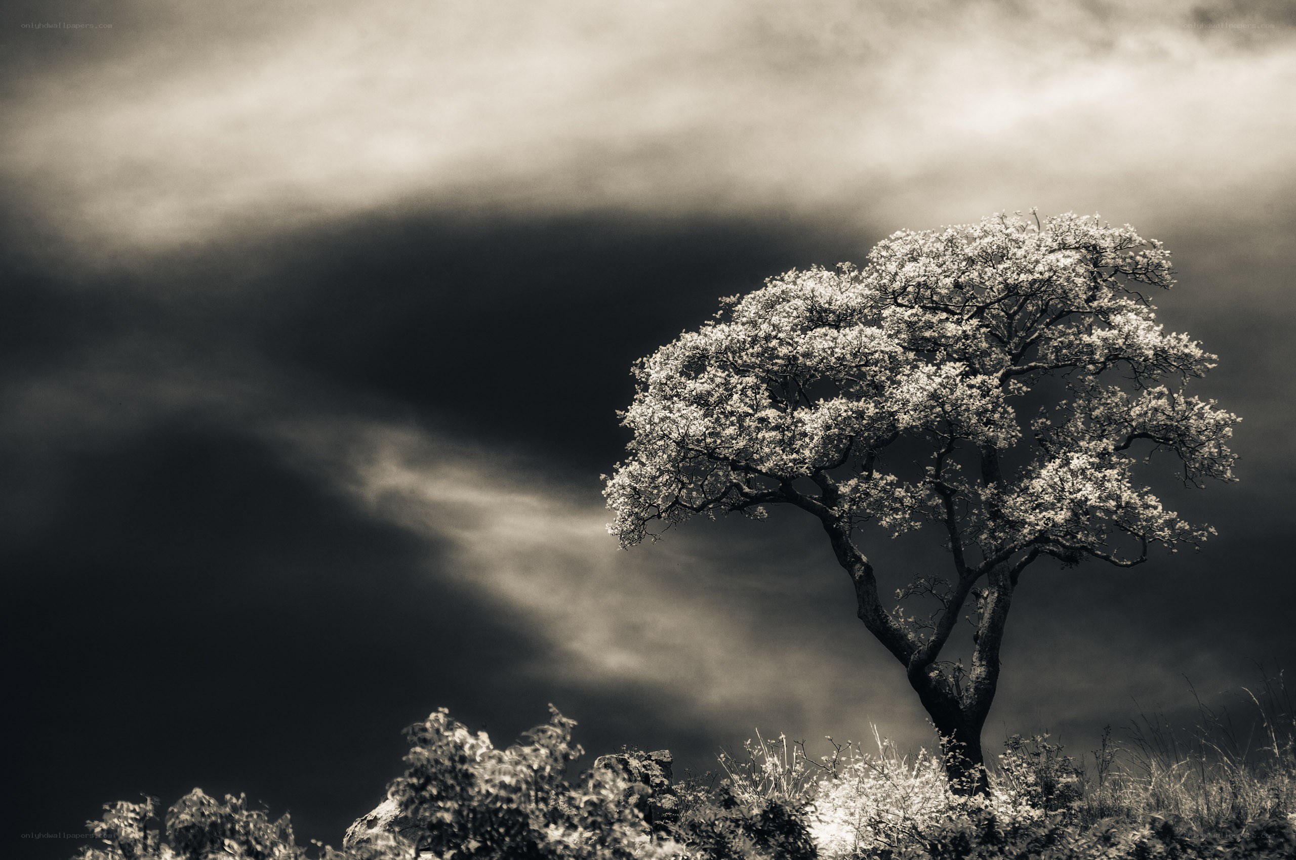 Solitary tree under stormy sky