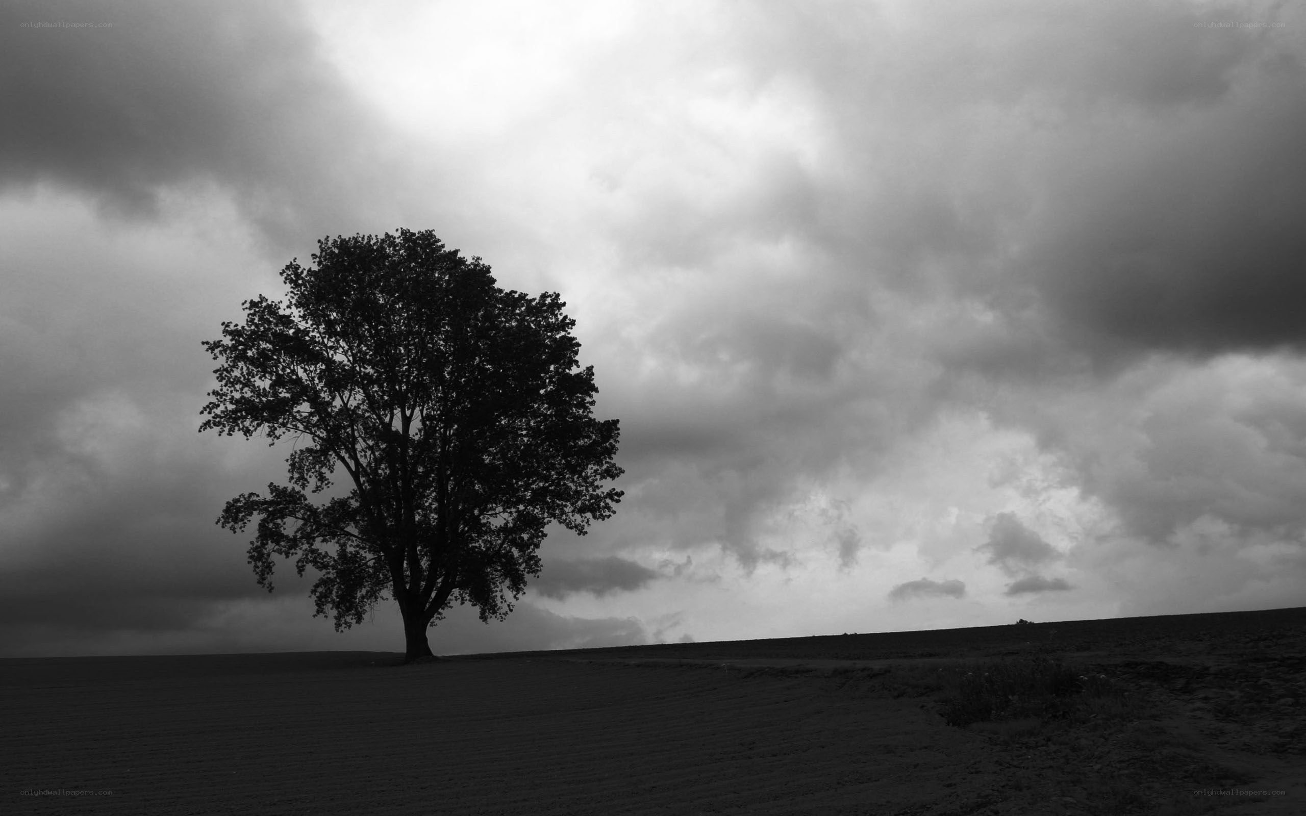 solitary tree under stormy sky