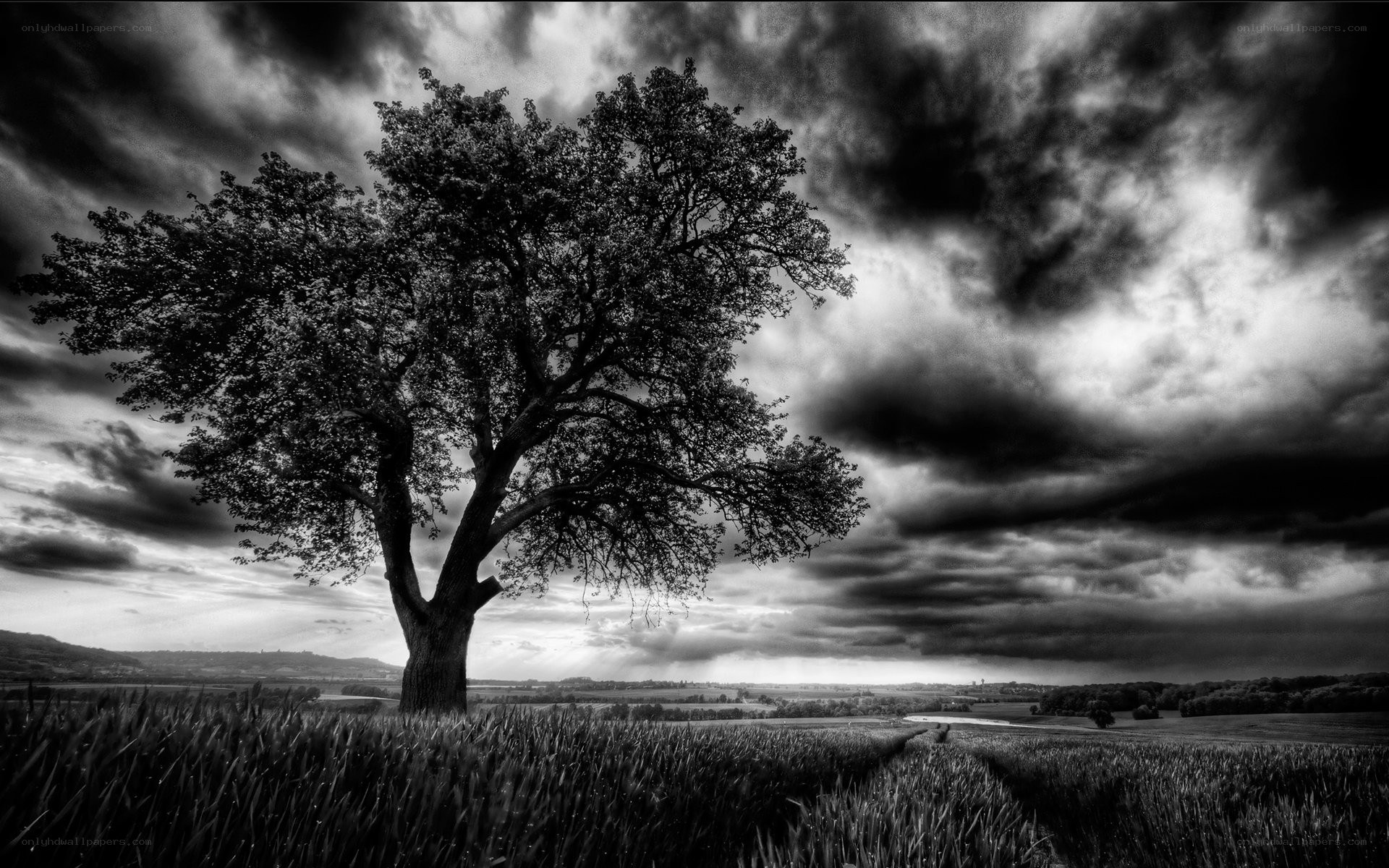 Solitary tree under stormy sky