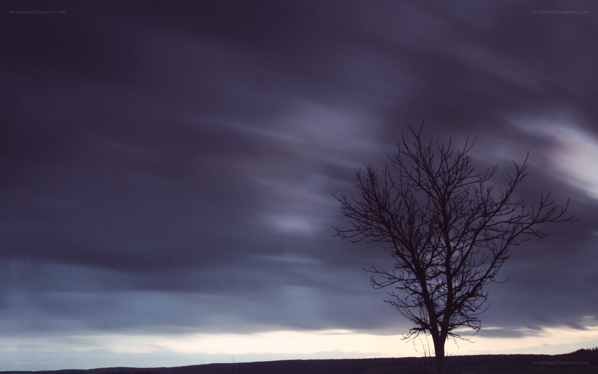 solitary tree under stormy sky