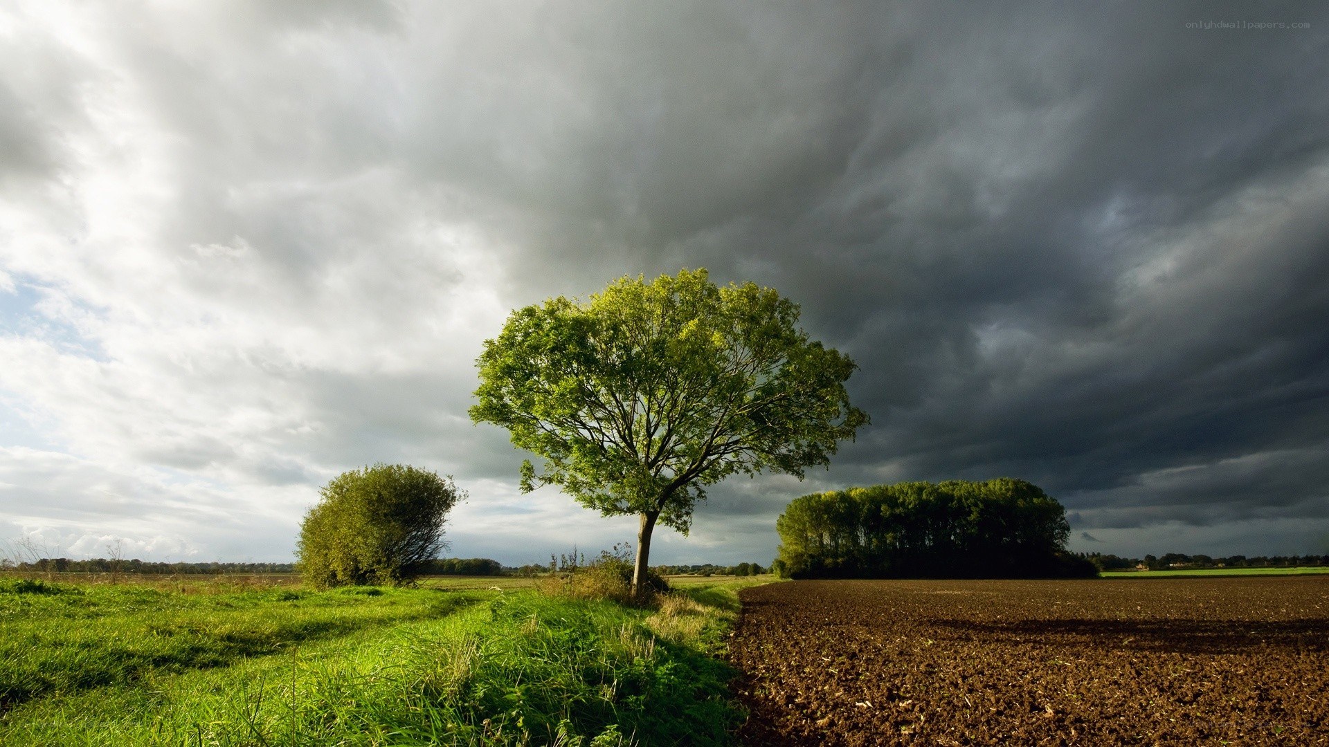Solitary tree under stormy sky