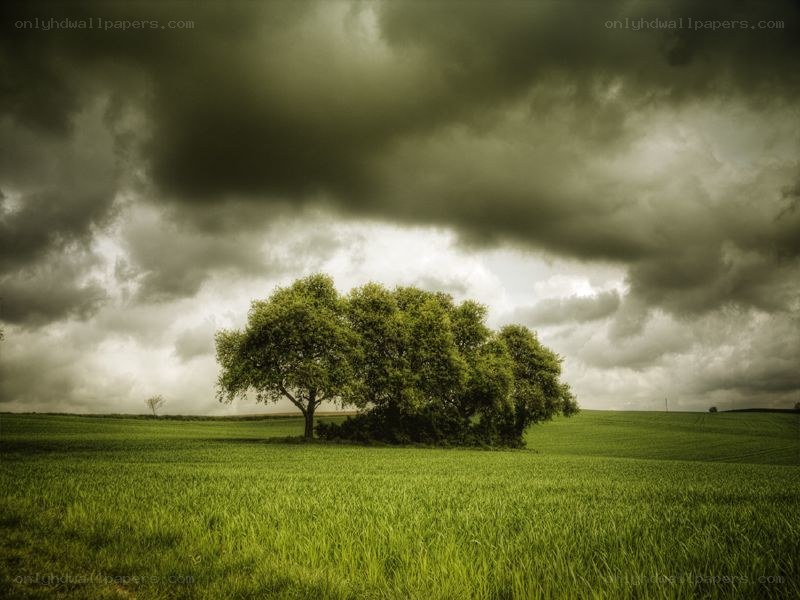 Solitary tree under stormy sky