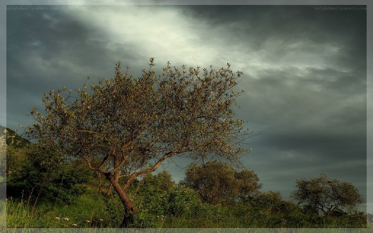 Solitary tree under stormy sky